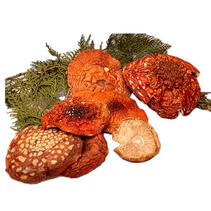 Dried Amanita Muscaria Grade A