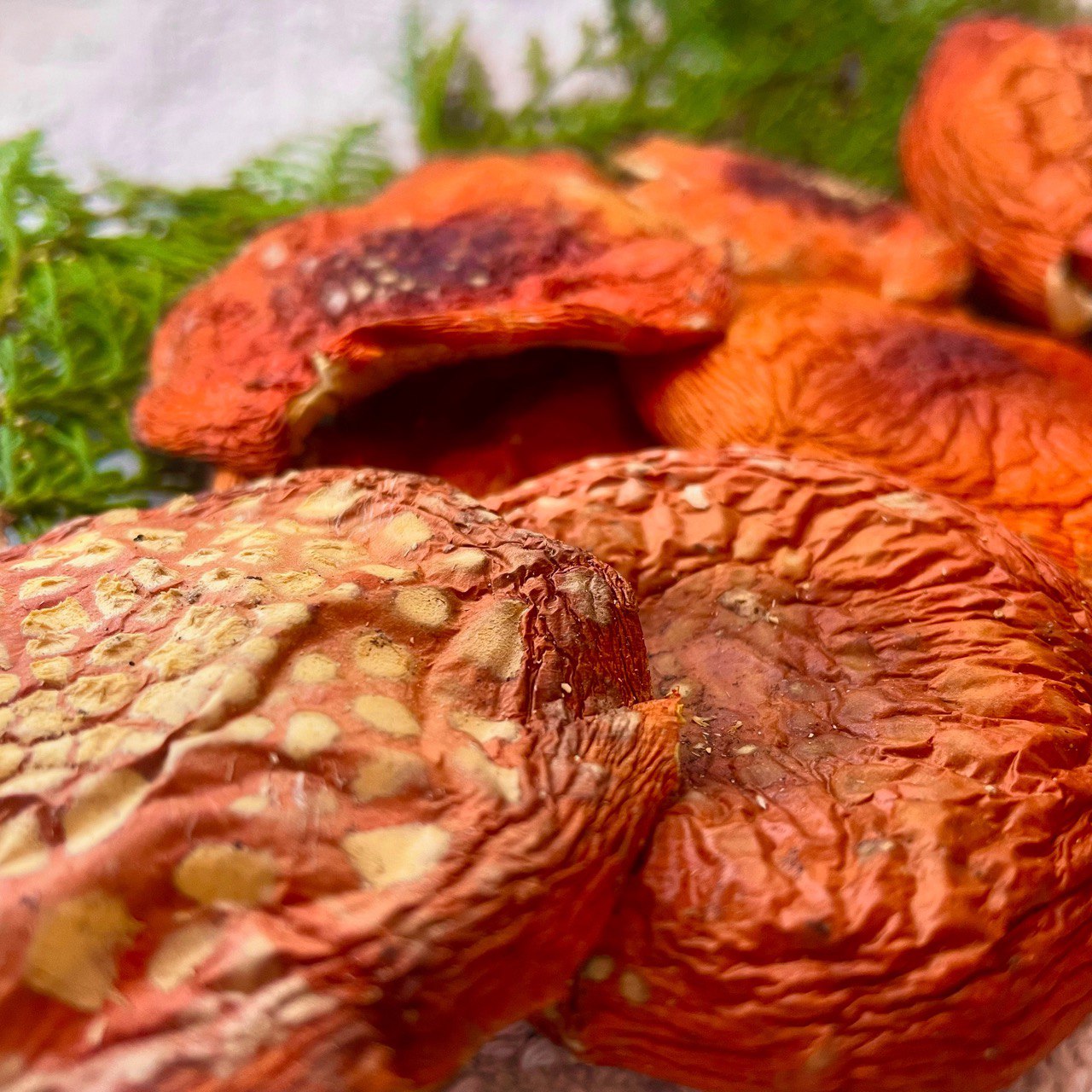 Dried Amanita Muscaria Grade A